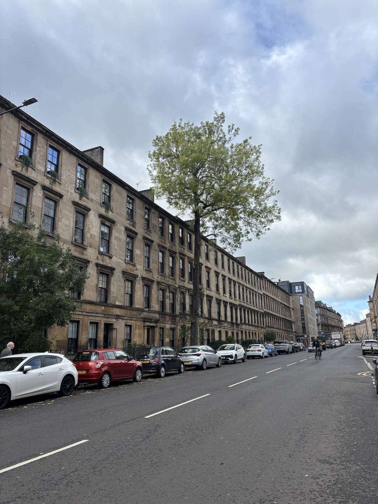 Argyle Street ash tree, Finnieston, Glasgow, the tall ash standing in front of a long blonde sandstone terrace, with parked cars and a cyclist on the road